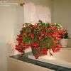 Set the stem section on a paper towel in a dry place indoors, and leave it there for one or two days. PlantFiles Pictures: Thanksgiving Cactus, Holiday Cactus ...