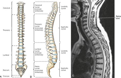 Vertebral Column Radiology Key