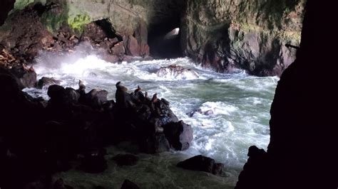 Sea Lion Caves Oregon 4k Youtube