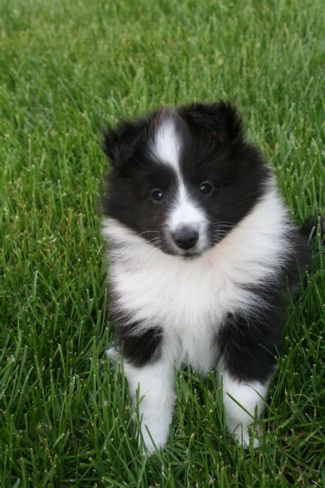 Pin by Amanda James on bebehs and littles i love | Shetland sheepdog