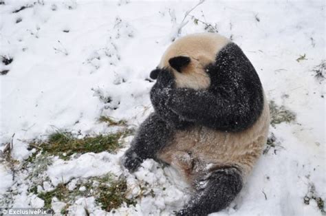 Giant Panda Plays In The Snow At Chinese Animal Park Daily Mail Online