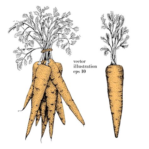 Premium Vector Carrot Hand Drawn Vector Illustration Set Vintage