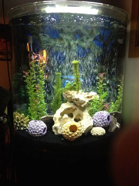 30 Gallon Half Moon Fish Tank With Stand For Sale 125 For Sale In