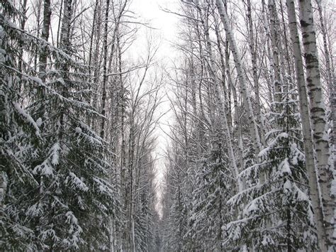 Winter Forest Trail · Free Photo On Pixabay