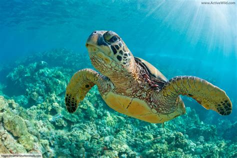 Sea Turtles Facts Pictures And Information For Kids And Adults Ultimate Guide