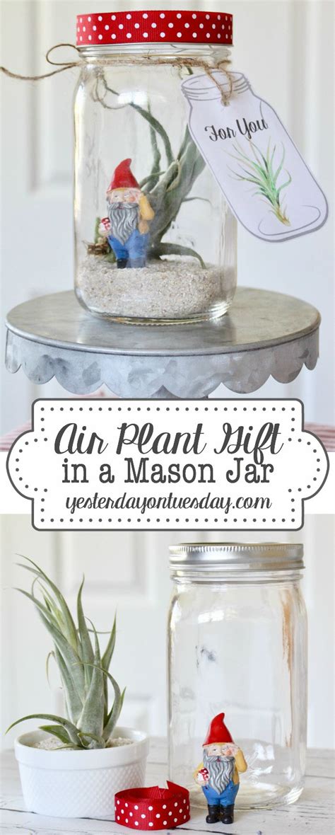 Check spelling or type a new query. DIY Crafts - Air Plant Gift in a Mason Jar with printable ...