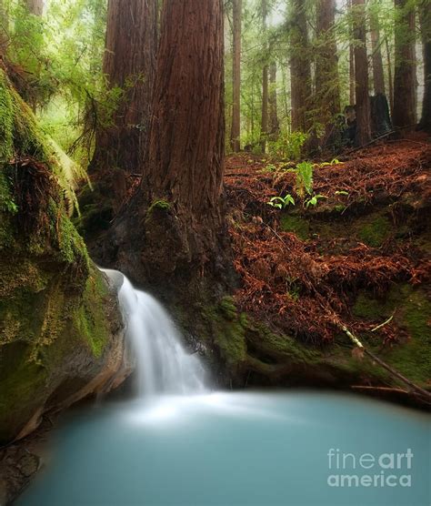 Redwood Forest Waterfall Photograph By Matt Tilghman Fine Art America