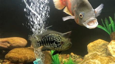 Jaguar Cichlid And The Oscar Going Into The 125 Gallon Fish Tank Youtube