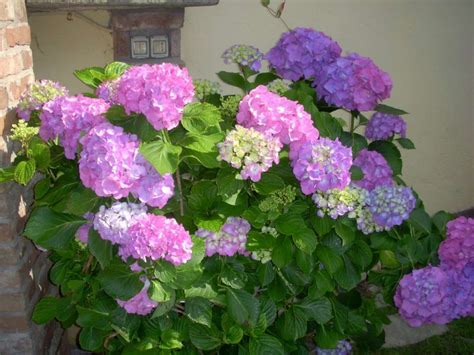Si tratta di una pianta ricca di fiori che ama l'esposizione al sole e per più ore al giorno. Coltivare l'ortensia in vaso | Garden4us