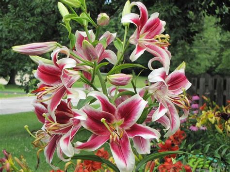 Types Of Lily Flowers List Types Of Lilies 8 Beautiful Cold Hardy