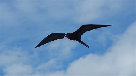 Ecuador Frigate Bird In Flight Galapagos Youtube