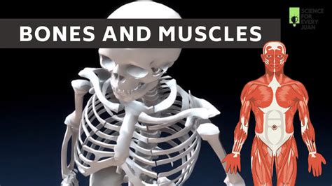 Bones And Muscles Skeletal System Muscular System Human Skeleton