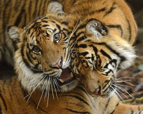 Suka And Nelson Tiger Brothers At Tiger River Animals Images Animal