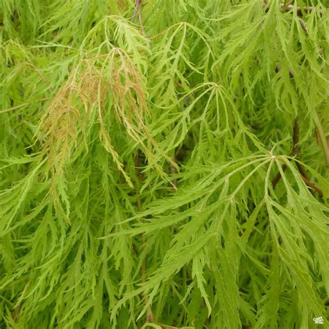 Japanese Laceleaf Maple Viridis — Green Acres Nursery And Supply