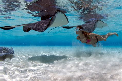 stingray city cayman s 1 tourism attraction enjoys full protection the scuba news