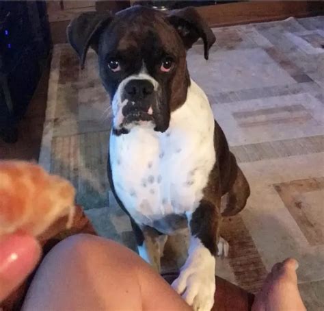12 Problems Only Boxer Dog Owners Will Understand