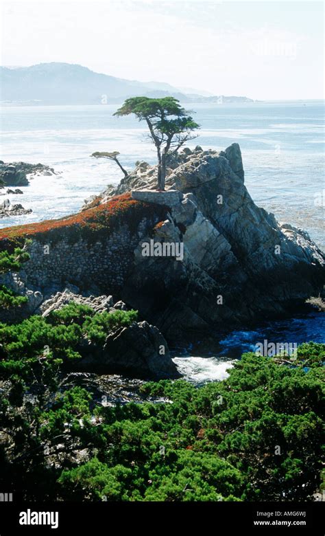 Lone Cypress Tree Seventeen Mile Drive Big Sur Coastline California