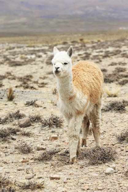 Llama In Andes Premium Photo