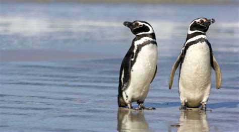 ¿qué Comen Los Pingüinos Cuanto Viven Los Animales