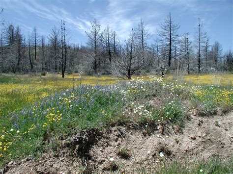 Moderately difficult hikes in cedar glen; Khiori's Solitude