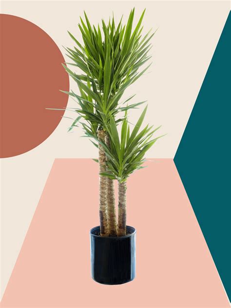 Indoors, however, people tend to stick with a few species: 7 Yucca Plant Care Tips That'll Make Your Greenery Thrive ...