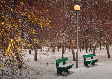 The First Snow In The Park Stock Image Image Of Autumn Dried 61642053