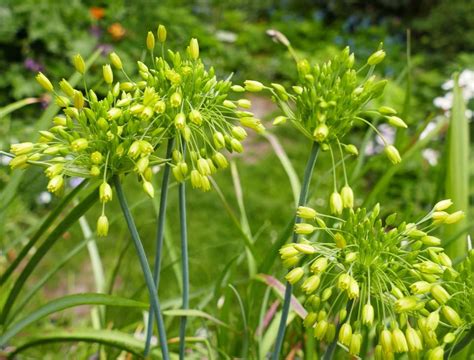 Lataakia Lauk Allium Chloranthum Yellow Fantasy Anu Aed