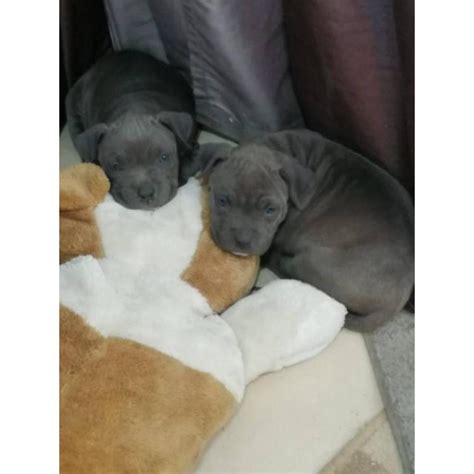 Blue Nose Pitbull Puppies For Sale In Los Angeles