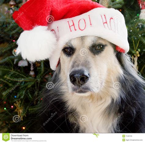 Dog With Santa Hat Stock Image Image Of Square Furry 7546155