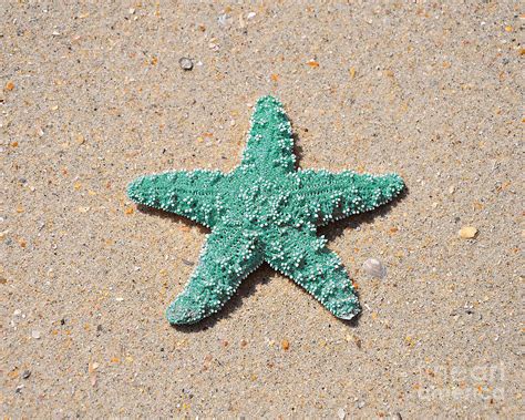 Sea Star Aqua Photograph By Al Powell Photography Usa
