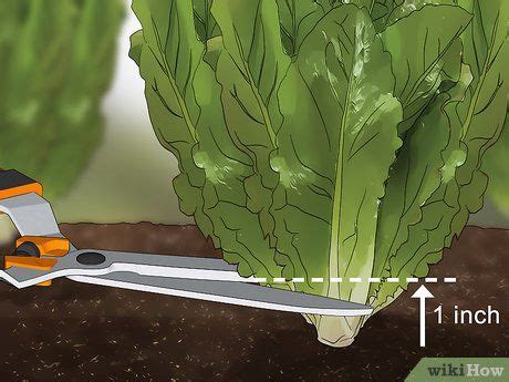 Growing different types of lettuce. How to Harvest Romaine Lettuce | How to harvest lettuce ...