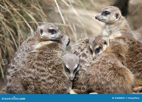 A Group Of Meerkats Stock Image Image Of Carnivore Nature 33688891