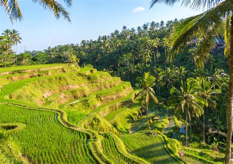 The Top 10 Tegalalang Rice Terrace Sawah Terasering Tegalalang Tours