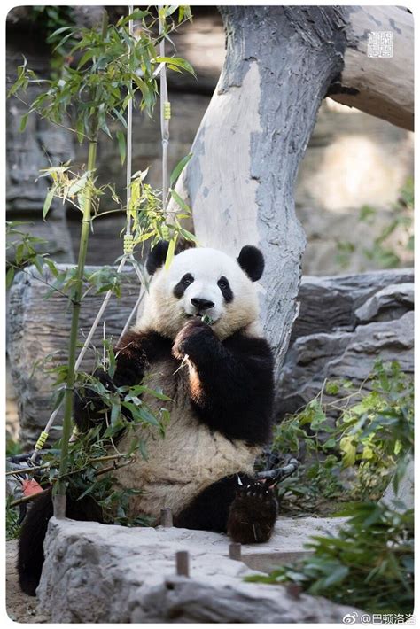 Giant Panda Meng Lan At Beijing Zoo Panda Bear Giant Panda Baby Panda
