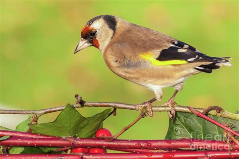 European Goldfinch Bird Close Up Photograph By Simon Bratt Pixels
