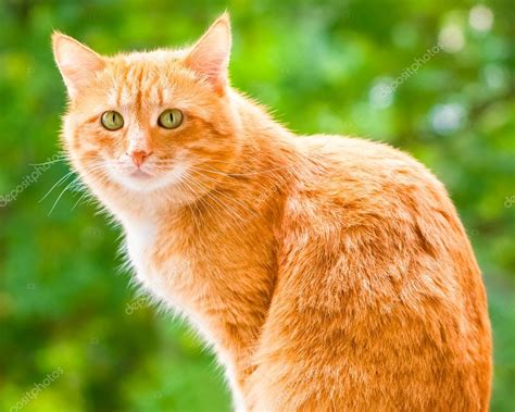 Orange Cat With Green Eyes