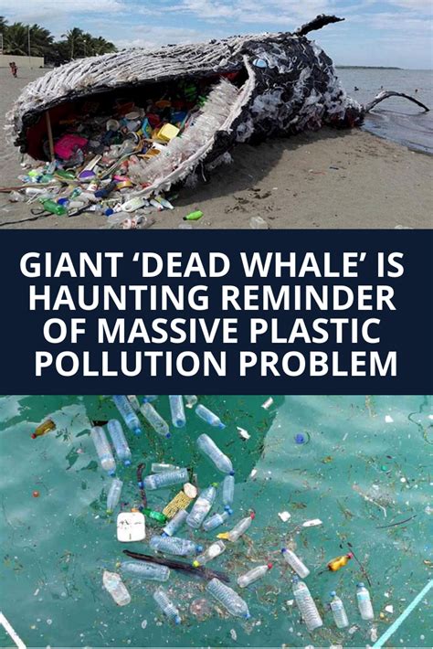 Giant ‘dead Whale Is Haunting Reminder Of Massive Plastic Pollution