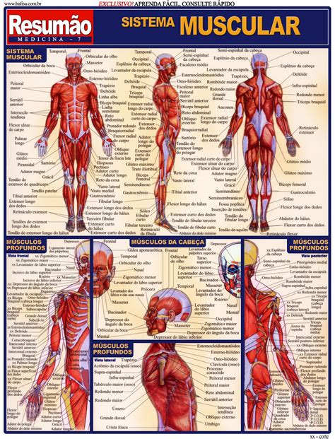 Anatomia Sistema Muscular Tokoonlineindonesiaid