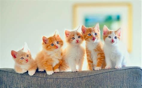 Kittens Kitten Cat Cats Baby Cute S Cute Baby Kittens Hd Wallpaper