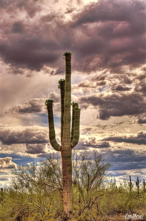 Saguaro Cactus Ken Mickel Photography