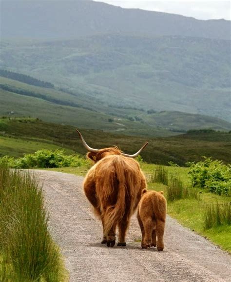 むーたん Cow Calf Scottish Highland Cow Highland Cattle