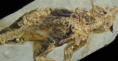 This Fossilized Butthole Offers Glimpse On How Some Dinosaurs Had Sex Science