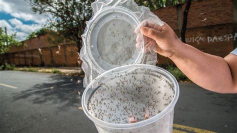 Making A Mosquito Trap