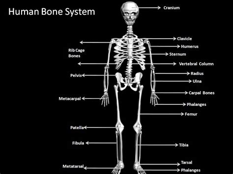 This article breaks down this big topic to help you understand and remember easier. Manash (Subhaditya Edusoft): Human Skeleton System : Boney ...