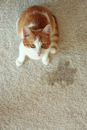 I would use a little at a time on your leather couch.use some water with it. How to Get Cat Urine Out of a Carpet - My Carpet Pal