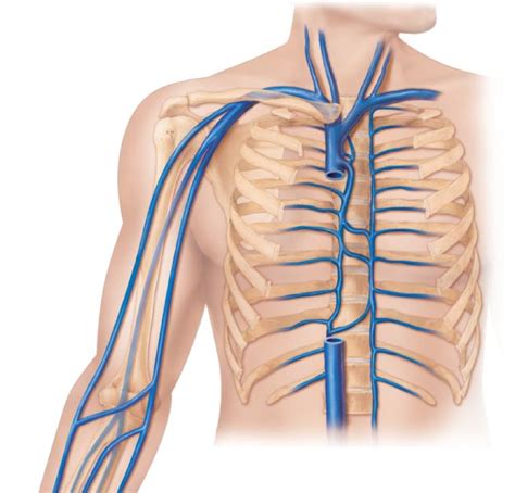 Veins Of The Thorax Head And Arms Diagram Quizlet