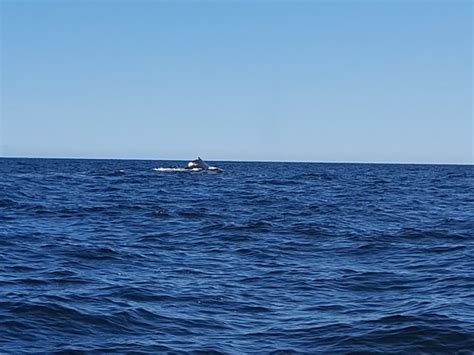 Whale-Watching Cruise in Forillon National Park (Gaspe) - All You Need