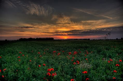 4770x3177 Sunset Field Poppies Landscape Wallpaper