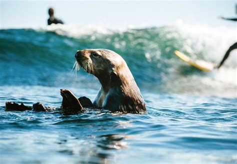 They can grow up to 21 feet (6.4 meters) in length and have teeth and jaws that can chomp clean through a human. Otter vs. Shark - Santa Cruz Waves