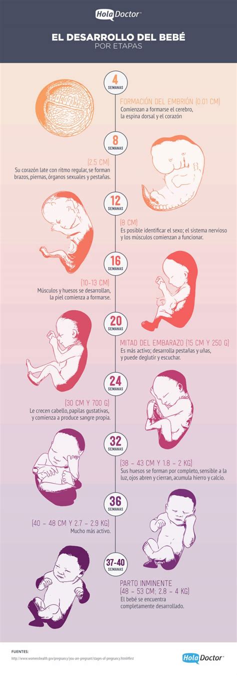 Conoce Paso A Paso El Desarrollo Del Bebé En El Vientre Materno
